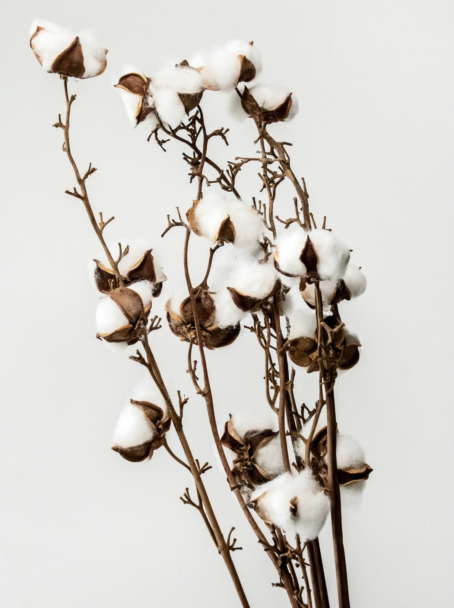 Organic cotton & why it's a lot better than conventional cotton